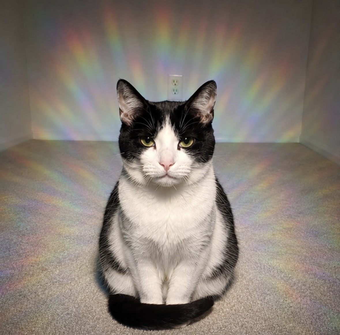 Aura Cat coin artwork